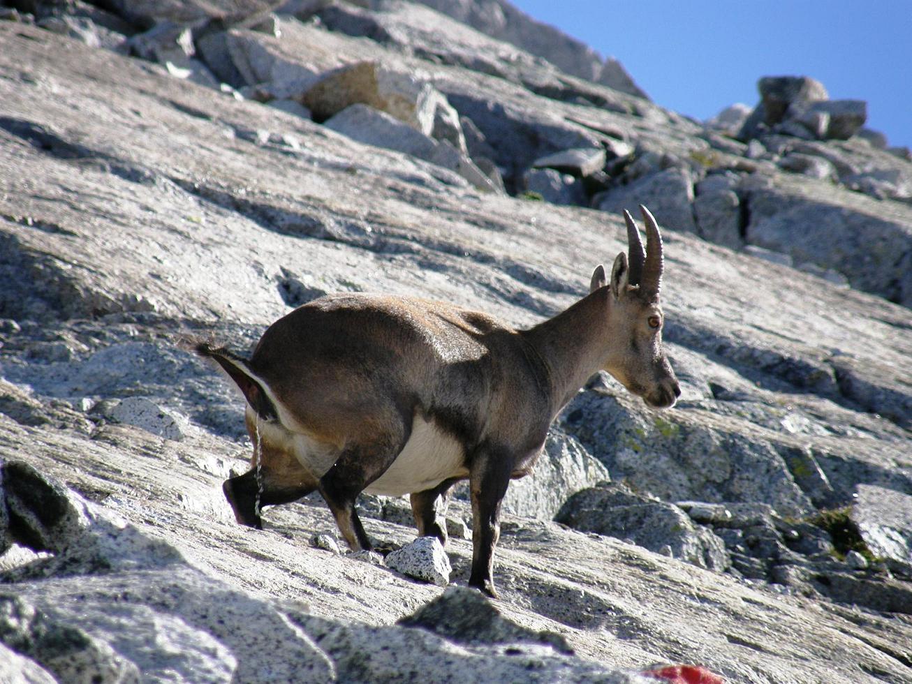 La stambecchina della Plem